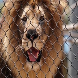 ステンレス鋼304の動物のライオンの保護囲う網のための反鋭い動物園の金網